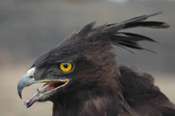 Long-crested Eagle