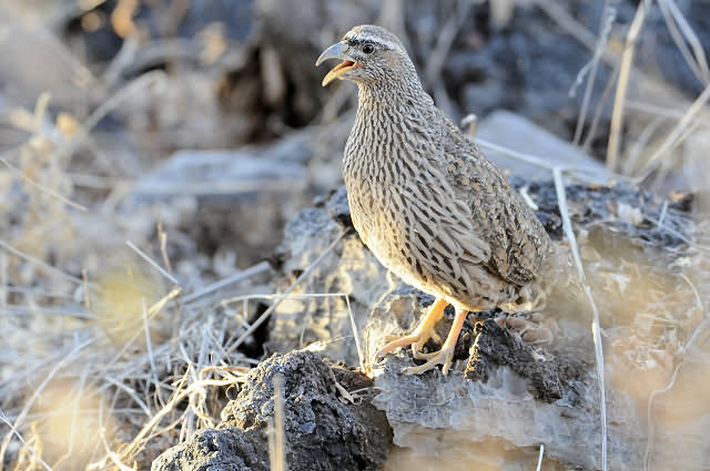 Hartlaub Francolin