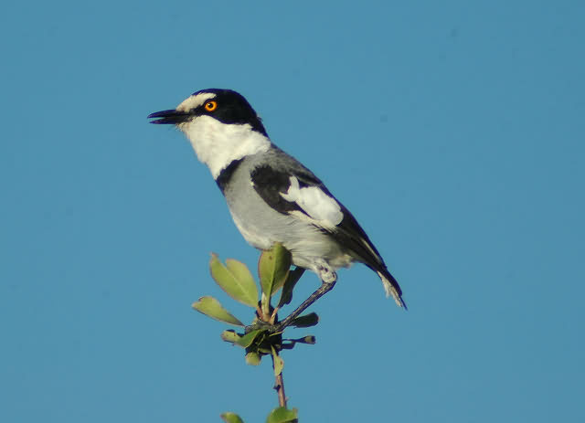 White-tail shrike