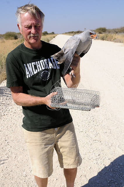 Pale Chanting Goshawk