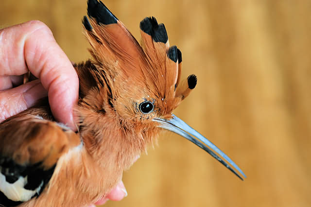 African Hoopoe