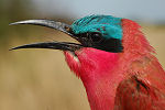 Carmine Bee-eater