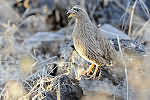 Hartlaub Francolin